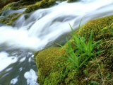 Greater Woodrush, Ross-Shire, Scotland Photographic Print by Iain Sarjeant