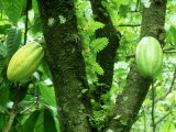 Cocoa, Pods in a Plantation, Tobago Fotografie-Druck von Alastair Shay
