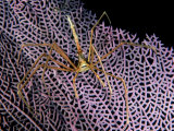 Arrow Crab, Bahamas Lámina fotográfica por Tammy Peluso Arrow Crab, Bahamas Lámina fotográfica por Tammy Peluso