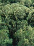 Hagenia Abbysinnica Trees, Rwanda Lámina fotográfica por Mary Plage Hagenia Abbysinnica Trees, Rwanda Lámina fotográfica por Mary Plage