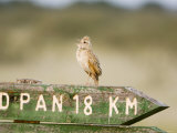 Clapper Lark, Male Singing on Signpost, Botswana Photographie par Mike Powles