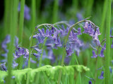 Bluebells, Inverness-Shire, Scotland Photographie par Iain Sarjeant