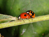 2-Spot Ladybirds, Adults Mating, Kent, UK Photographic Print by Keith Porter