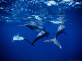 Long-Snouted Spinner Dolphin, Under Surface, Brazil Lámina fotográfica por Gerard Soury