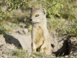 Yellow Mongoose, Male Emerging from Burrow, Botswana Photographie par Mike Powles