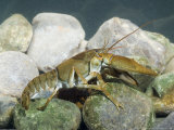 White-Clawed Crayfish, Male, Norfolk, UK Lámina fotográfica por Mike Powles White-Clawed Crayfish, Male, Norfolk, UK Lámina fotográfica por Mike Powles