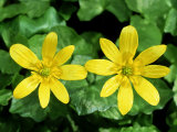 Lesser Celandine, Ross-Shire, Scotland Photographic Print by Iain Sarjeant