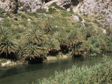Endemic Palm, Preveli, Greece Photographie par Mike Powles
