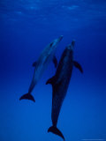 Atlantic Spotted Dolphins, Pair Swimming, Bahamas Photographie par Gerard Soury