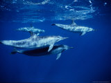 Long-Snouted Spinner Dolphin, Under Surface, Brazil Lámina fotográfica por Gerard Soury