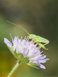 Oak Bush Cricket, Adult on Cornflower Head, UK Photographic Print by Mike Powles