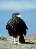 Striated Caracara, Falkland Isles Photographie par Rick Price