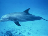 Bottlenose Dolphin, Tursiops Truncatus Turks and Caicos Lámina fotográfica por Gerard Soury Bottlenose Dolphin, Tursiops Truncatus Turks and Caicos Lámina fotográfica por Gerard Soury
