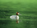 Great Crested Grebe, Swimming, Gloscestershire Photographie par Mike Powles