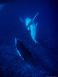 Humpback Whale, Mother and Calf, Polynesia Photographic Print by Gerard Soury