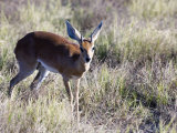 Steinbuck, Male, Botswana Lámina fotográfica por Mike Powles