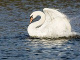 Mute Swan, Splashing During Bathing, UK Lámina fotográfica por Mike Powles Mute Swan, Splashing During Bathing, UK Lámina fotográfica por Mike Powles