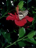 Citrus Swallowtail, Feeding from Hibiscus Rosa Sinensis, the Gambia Photographic Print by Alastair Shay