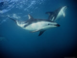 Dusky Dolphin, Underwater, New Zealand Lámina fotográfica por Gerard Soury