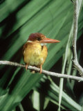 Rufous Backed Kingfisher, Ujung Kulon, Indonesia Fotografisk tryk af Mary Plage