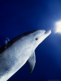 Bottlenose Dolphin, Underwater, Canary Isles Lámina fotográfica por Gerard Soury Bottlenose Dolphin, Underwater, Canary Isles Lámina fotográfica por Gerard Soury