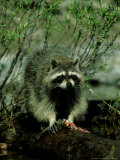Raccoon, with Trout, Montana, USA Photographie par Frank Schneidermeyer