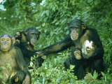 Chimpanzees, Pan Troglodytes Photographie par Richard Smithers