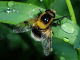 Hoverfly, Adult Resting on Wet Leaf, Cambridgeshire, UK Lámina fotográfica por Keith Porter Hoverfly, Adult Resting on Wet Leaf, Cambridgeshire, UK Lámina fotográfica por Keith Porter
