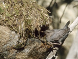 American Dipper at Nest, USA Photographic Print by Mary Plage