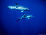 Short-Beaked Common Dolphin, Azores, Portugal Lámina fotográfica por Gerard Soury Short-Beaked Common Dolphin, Azores, Portugal Lámina fotográfica por Gerard Soury