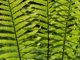 Male Fern, Inverness-Shire Photographic Print by Iain Sarjeant
