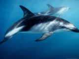 Dusky Dolphin, Underwater, New Zealand Lámina fotográfica por Gerard Soury