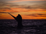 Southern Right Whale, Female at Sunset, Valdes Penin Photographic Print by Gerard Soury
