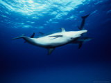 Delfines atlánticos moteados Lámina fotográfica por Gerard Soury Delfines atlánticos moteados Lámina fotográfica por Gerard Soury