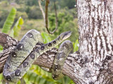 Madagascar Tree Boa in Tree, Madagsacar Lámina fotográfica por Mike Powles