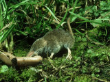 Pygmy Shrew, Oxon, UK Lámina fotográfica por Tim Shepherd Pygmy Shrew, Oxon, UK Lámina fotográfica por Tim Shepherd