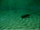 North American Beaver, Swimming Underwater, USA Photographie par Jen And Des Bartlett