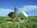 Black-Footed Albatross, and Laysan Albatross Photographie par Manfred Pfefferle