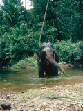 Asian Elephant, Bull in Stream, Sri Lanka Photographie par Mary Plage