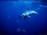 Short-Beaked Common Dolphin, Azores, Portugal Lámina fotográfica por Gerard Soury Short-Beaked Common Dolphin, Azores, Portugal Lámina fotográfica por Gerard Soury