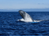 Blue Whale, Breaching, Azores, Portugal Photographic Print by Gerard Soury