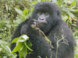 Mountain Gorilla, Female Eating, Rwanda Lámina fotográfica por Mike Powles Mountain Gorilla, Female Eating, Rwanda Lámina fotográfica por Mike Powles