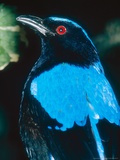 Fairy Bluebird, Indonesia Fotografisk tryk af Mary Plage