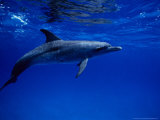 Atlantic Spotted Dolphin, Underwater, Bahamas Lámina fotográfica por Gerard Soury Atlantic Spotted Dolphin, Underwater, Bahamas Lámina fotográfica por Gerard Soury
