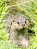Mike Powles - Otter Adult Emerging from Water, UK - Fotografik Baskı Mike Powles - Otter Adult Emerging from Water, UK - Fotografik Baskı