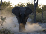 African Elephant, Male Threat Display, Botswana Photographie par Mike Powles