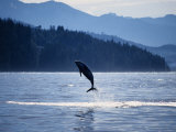 Pacific White-Sided Dolphin, BC, Canada Lámina fotográfica por Gerard Soury