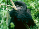 Mountain Gorilla, Wrapped Around Branch, Rwanda Fotografisk tryk af Mary Plage