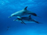 Atlantic Spotted Dolphins, Bahamas, Caribbean Photographie par Gerard Soury