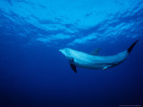 Bottlenose Dolphin, Underwater, Providenciales Lámina fotográfica por Gerard Soury
